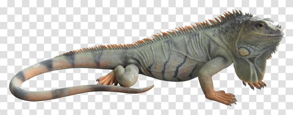 Thumb Image Iguana, Lizard, Reptile, Animal Transparent Png