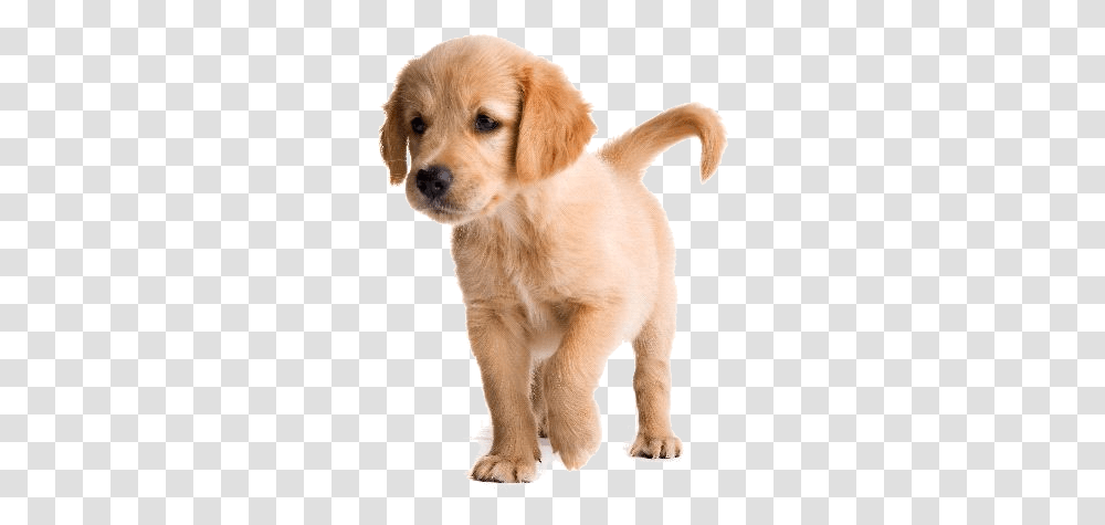 Thumb Image Imagenes De Perros, Golden Retriever, Dog, Pet, Canine Transparent Png