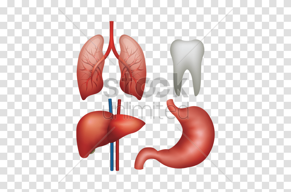 Thumb Image Internal Organ, Dynamite, Bomb, Weapon, Weaponry Transparent Png