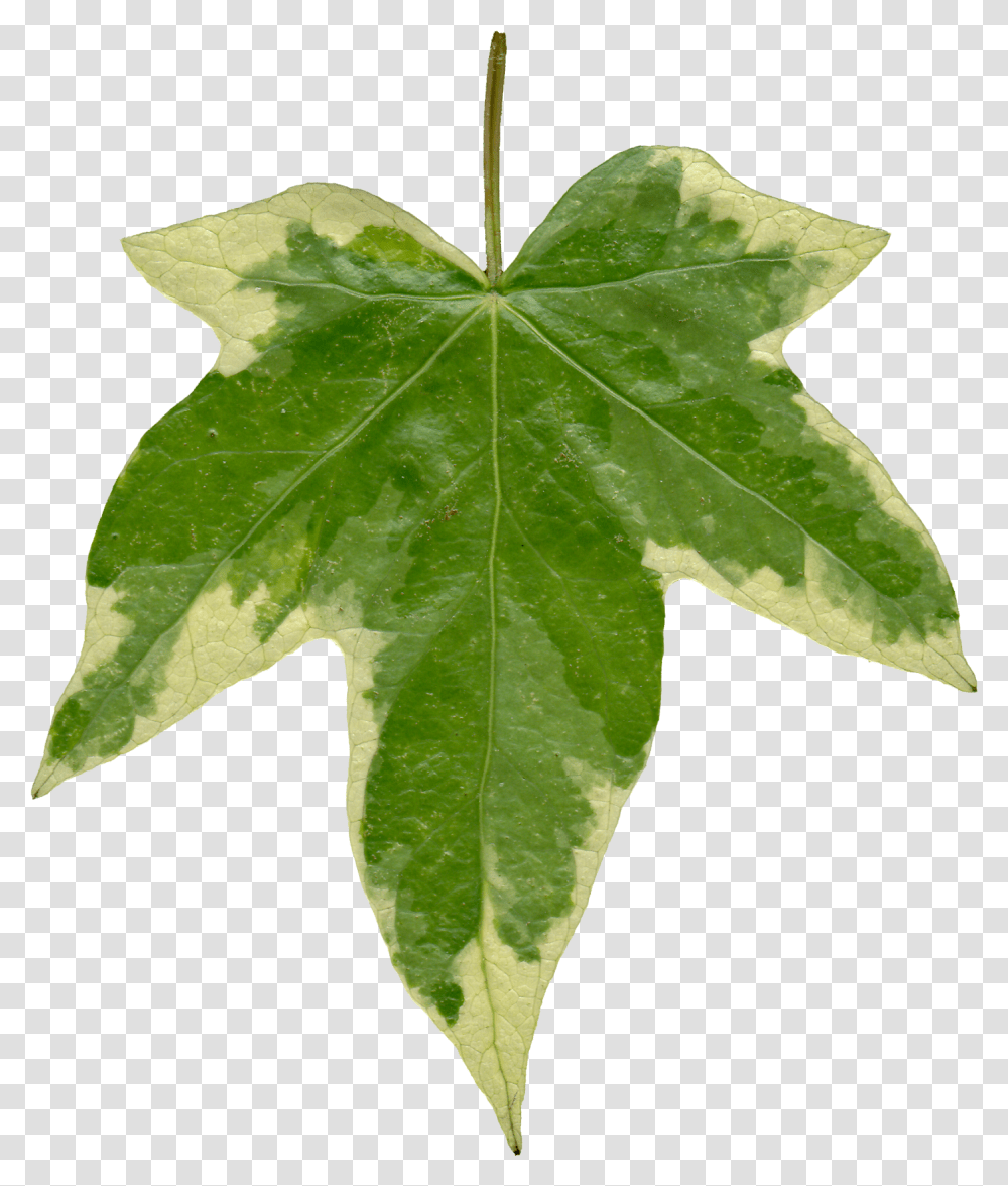 Thumb Image Ivy Leaf Texture, Plant, Tree, Maple, Maple Leaf Transparent Png