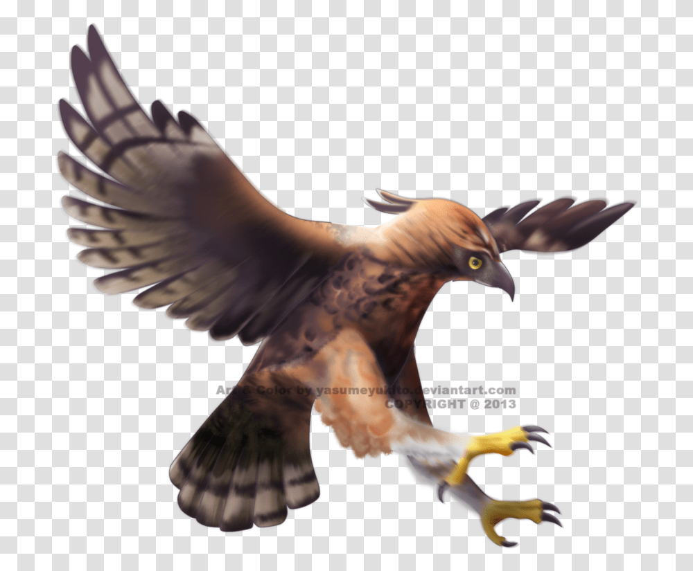Thumb Image Javan Hawk Eagle, Bird, Animal, Buzzard, Kite Bird Transparent Png