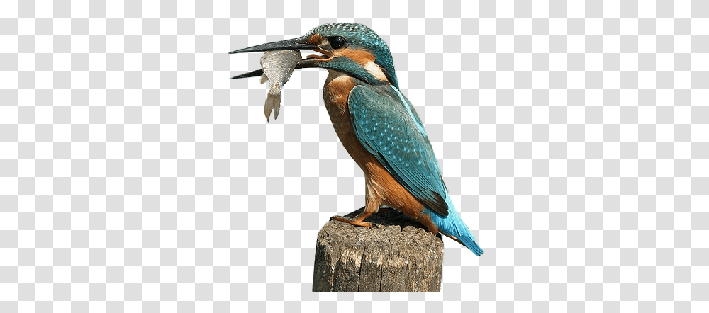 Thumb Image King Fisher, Bird, Animal, Bee Eater, Jay Transparent Png