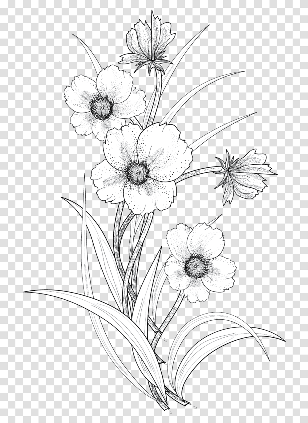 Thumb Image Line Drawing Flower Illustration, Plant, Blossom Transparent Png