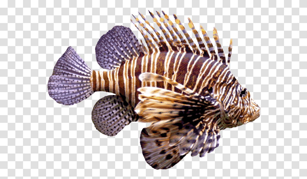 Thumb Image Lion Fish, Aquatic, Water, Dinosaur, Animal Transparent Png