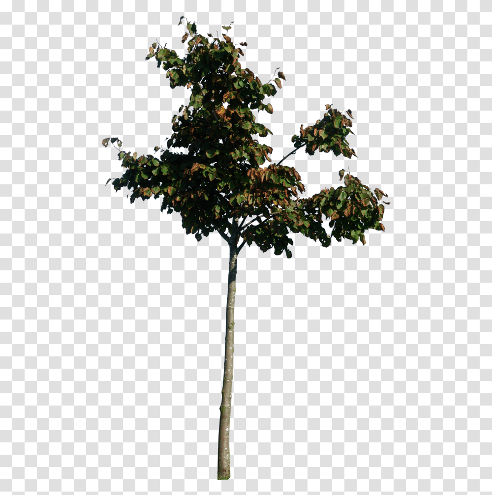 Thumb Image Little Tree, Plant, Tree Trunk, Oak, Leaf Transparent Png