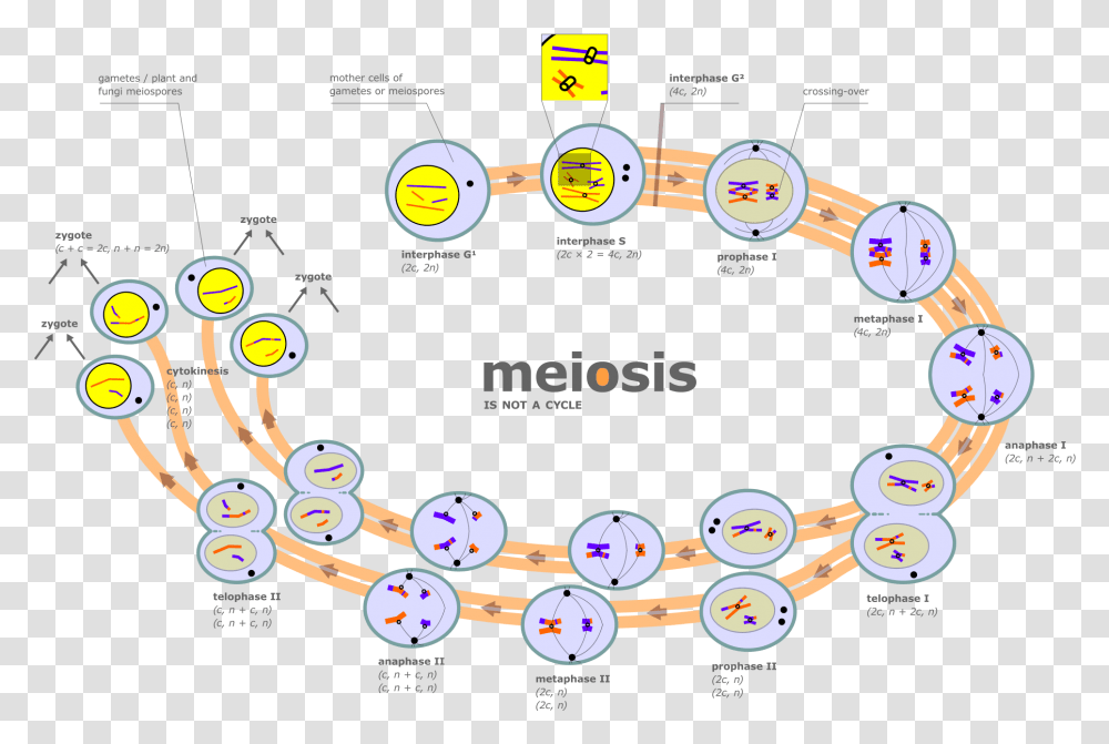 Thumb Image Meiosis Is Not A Cycle, Flyer, Kart, Number Transparent Png