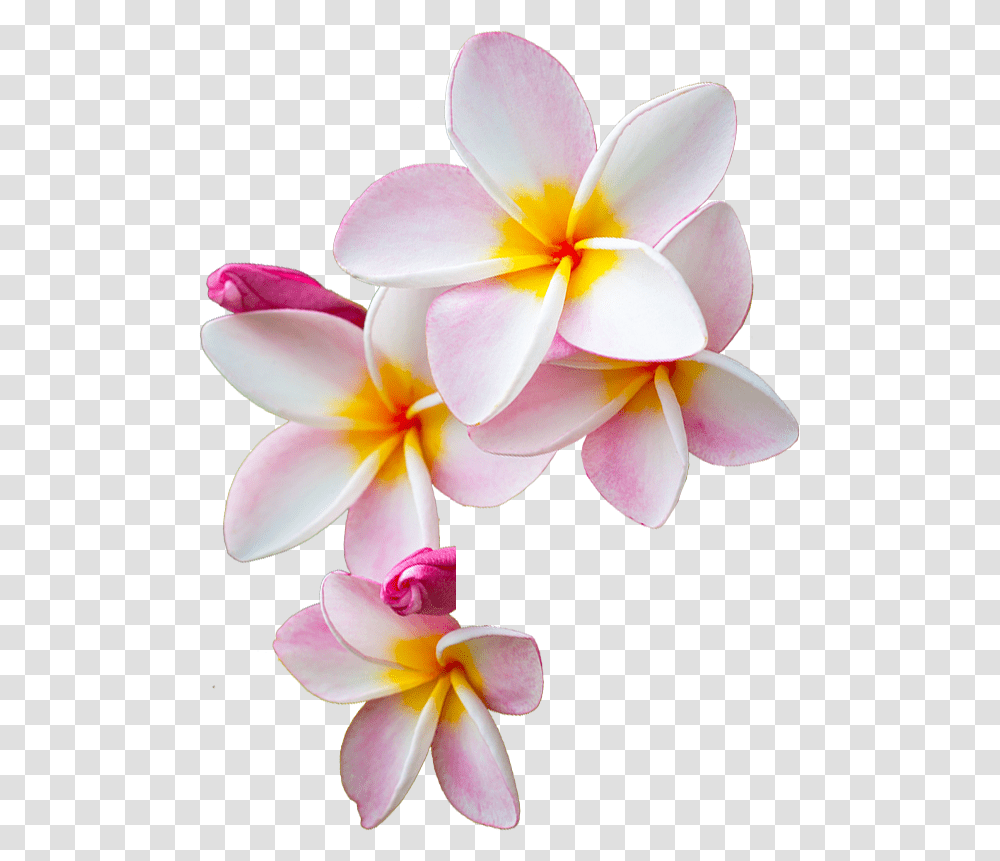 Thumb Image Moana Flowers, Petal, Plant, Dahlia, Collage Transparent Png