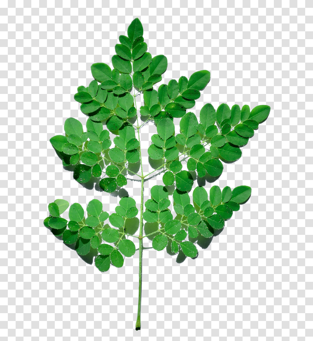 Thumb Image Moringa Tree, Leaf, Plant, Fern, Flower Transparent Png