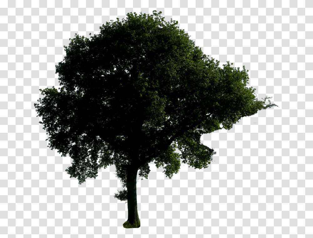 Thumb Image Night Tree Clipart, Plant, Nature, Outdoors, Silhouette Transparent Png