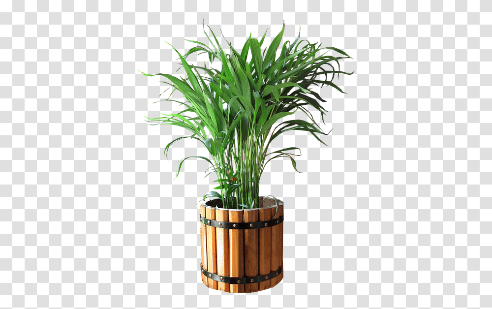 Thumb Image Palm In A Pot, Plant, Tree, Flower, Blossom Transparent Png