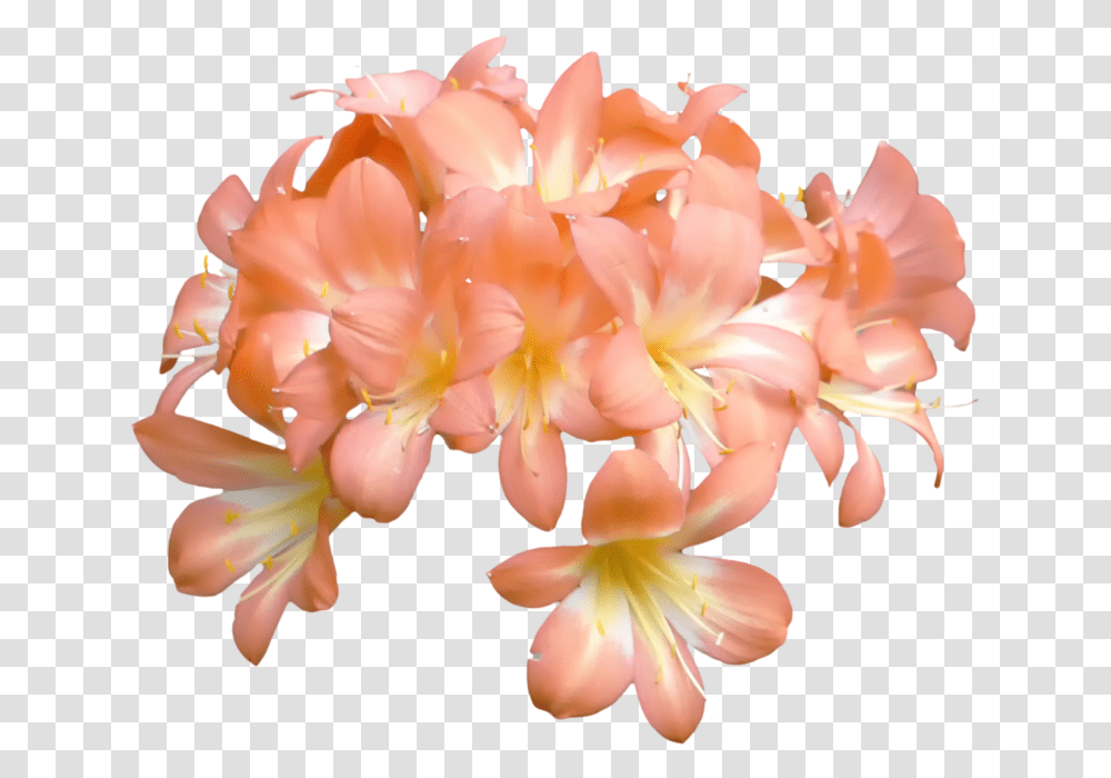 Thumb Image Peach Flowers, Plant, Blossom, Geranium, Rose Transparent Png