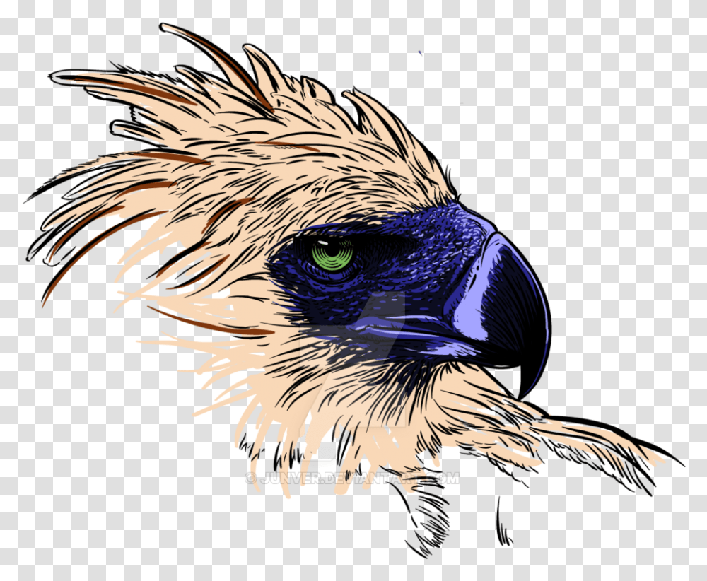 Thumb Image Philippine Eagle Background, Bird, Animal, Beak, Vulture Transparent Png