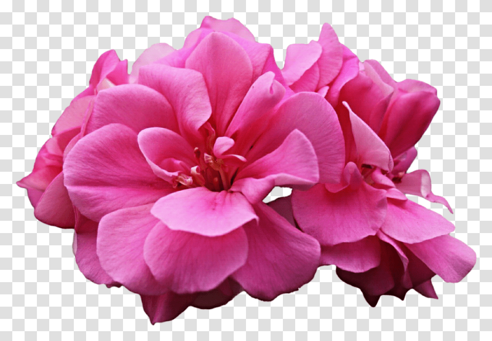 Thumb Image Pink Geranium Flower, Plant, Blossom, Rose, Petal Transparent Png