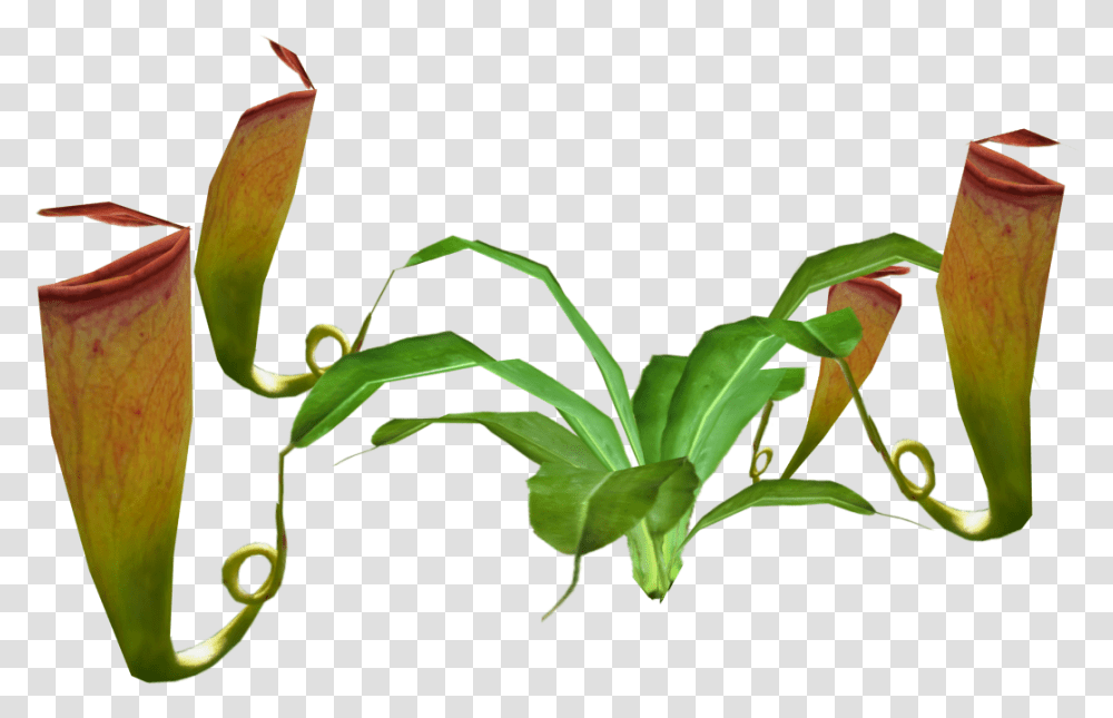 Thumb Image Pitcher Plant, Animal, Invertebrate, Insect, Spider Transparent Png