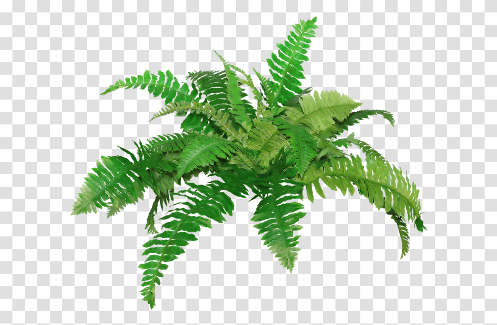 Thumb Image, Plant, Fern, Leaf Transparent Png