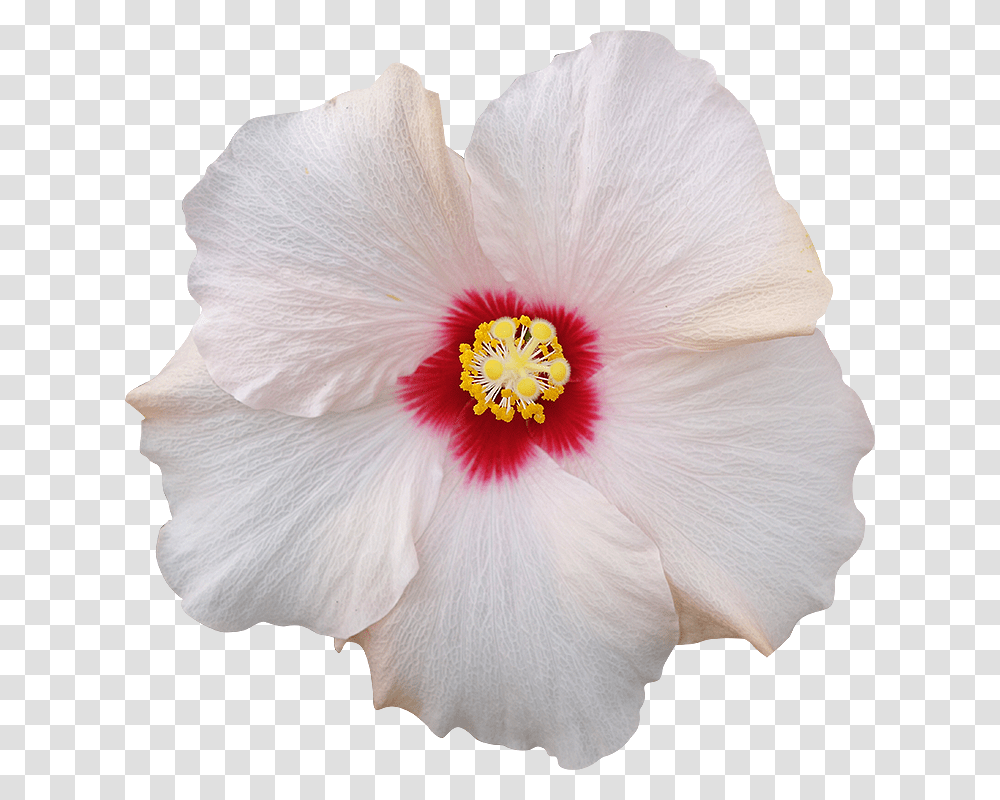 Thumb Image, Plant, Hibiscus, Flower, Blossom Transparent Png