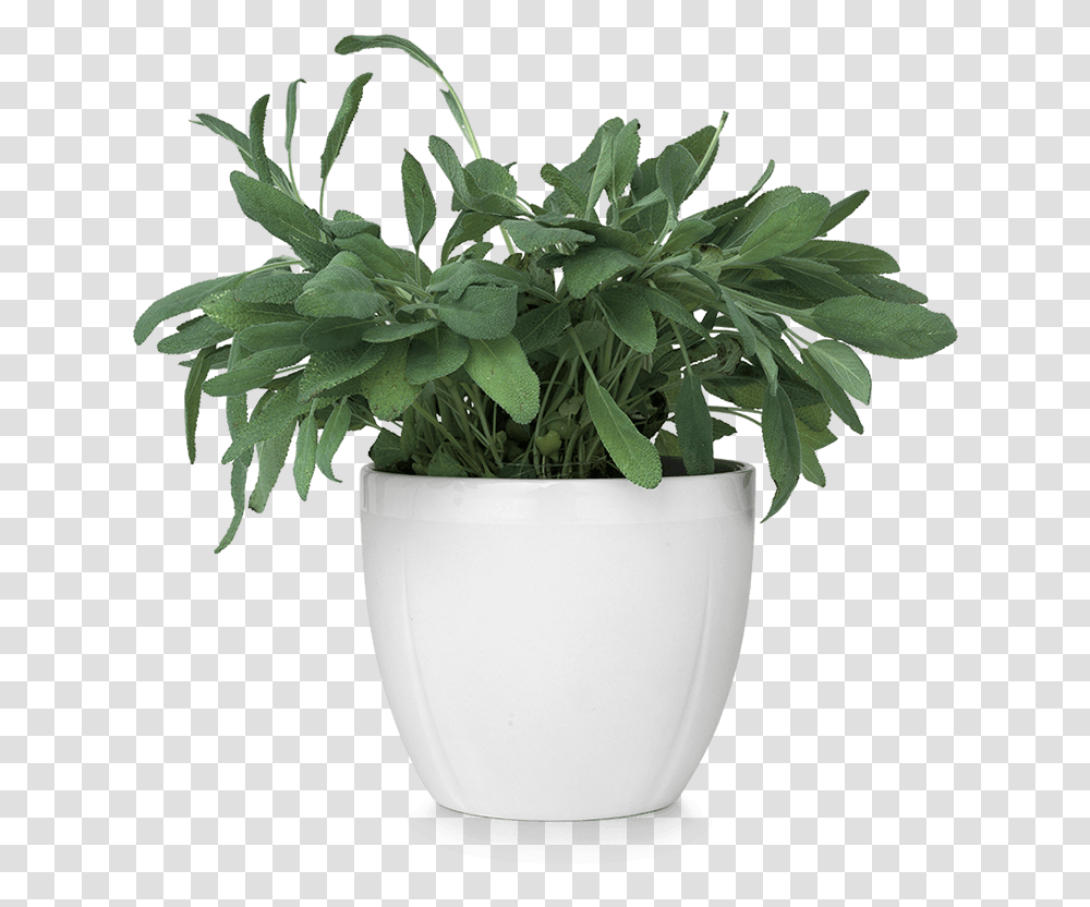 Thumb Image Plant In Pot, Milk, Beverage, Drink, Leaf Transparent Png