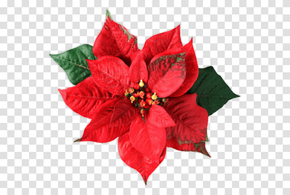 Thumb Image Poinsettia Flower, Plant, Blossom, Pattern, Hibiscus Transparent Png