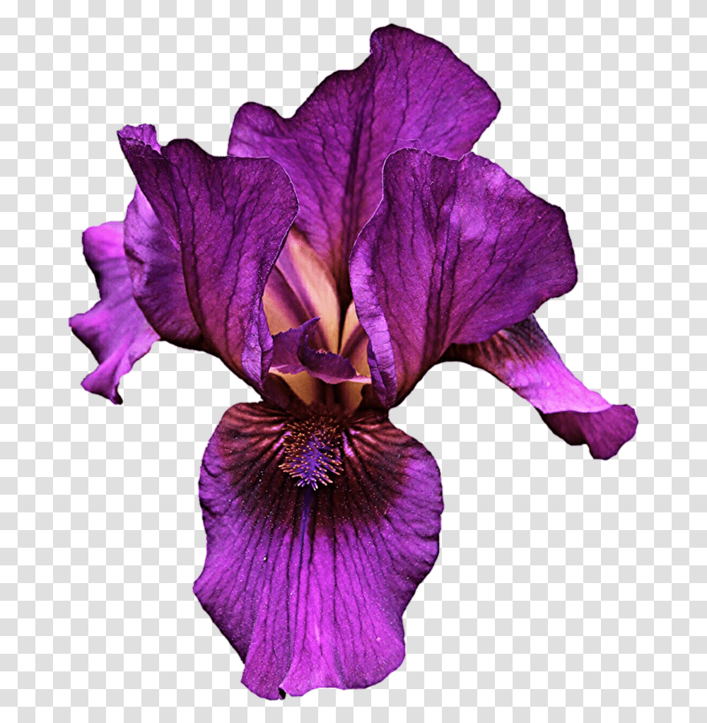Thumb Image Purple Iris Iris Flower, Plant, Blossom, Petal, Geranium Transparent Png