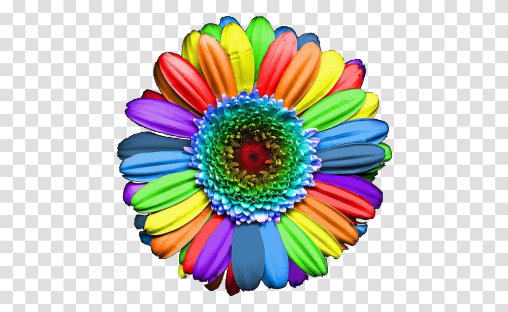 Thumb Image Rainbow Colours Flowers, Plant, Blossom, Floral Design, Pattern Transparent Png