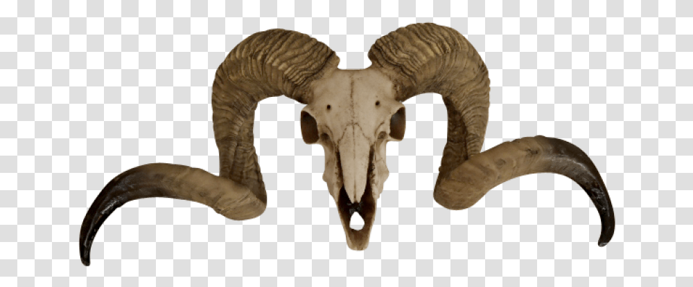 Thumb Image Ram Skull, Elephant, Wildlife, Mammal, Animal Transparent Png