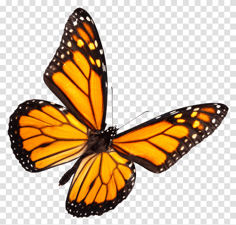 Thumb Image Real Yellow Butterfly, Monarch, Insect, Invertebrate, Animal Transparent Png