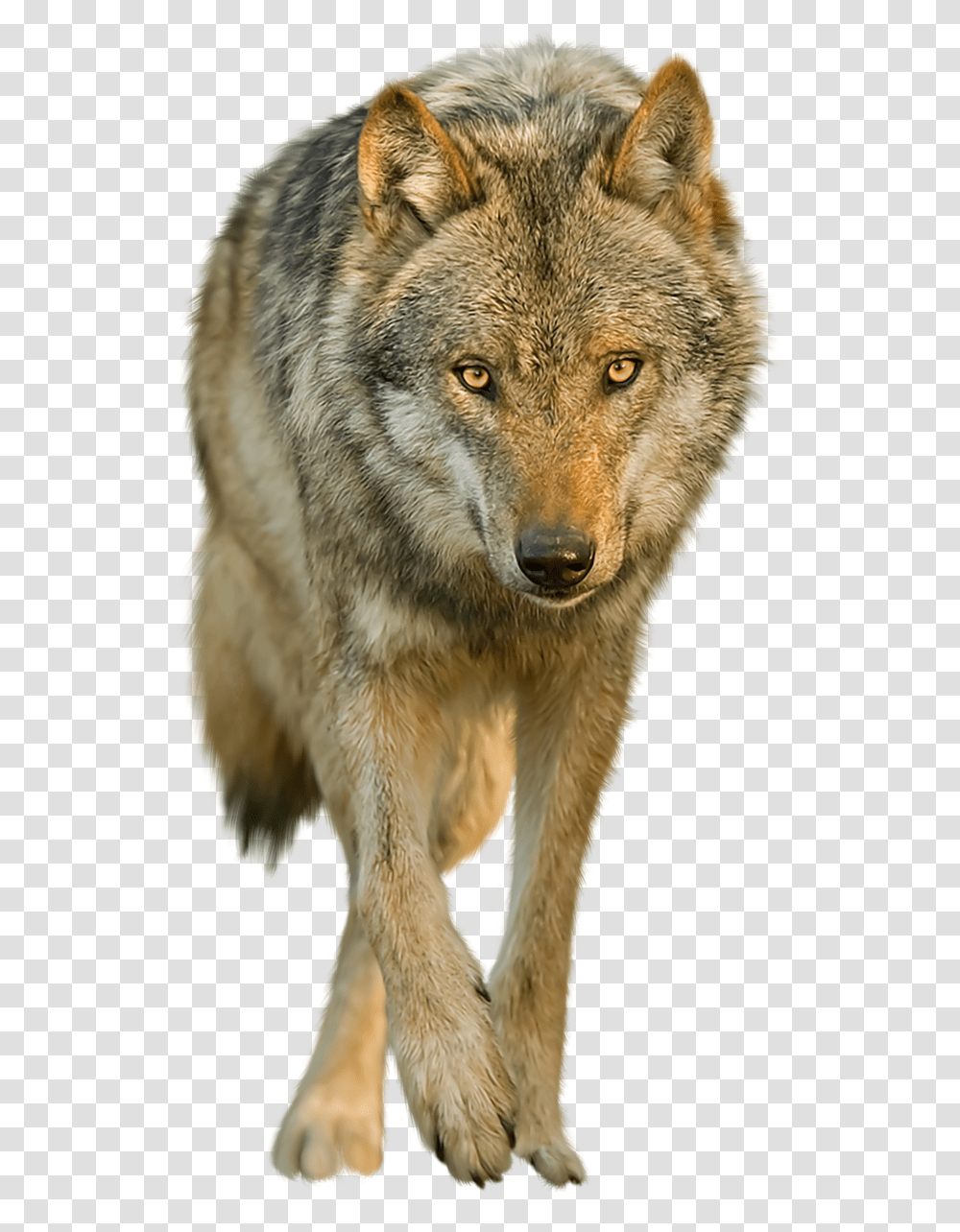Thumb Image Red Wolf Background, Dog, Pet, Canine, Animal Transparent Png