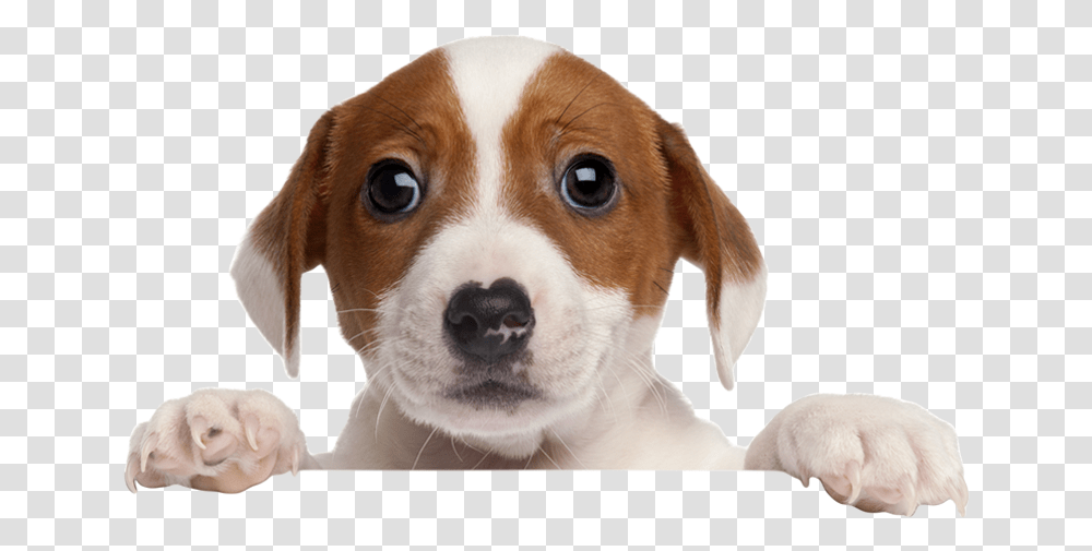 Thumb Image Rescue Dog, Hound, Pet, Canine, Animal Transparent Png