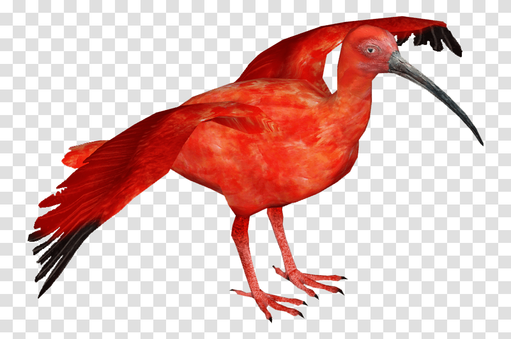 Thumb Image Scarlet Ibis Bird, Animal, Flamingo, Beak Transparent Png