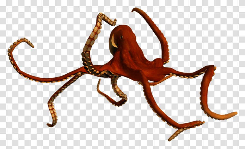 Thumb Image Seaworld, Octopus, Invertebrate, Sea Life, Animal Transparent Png