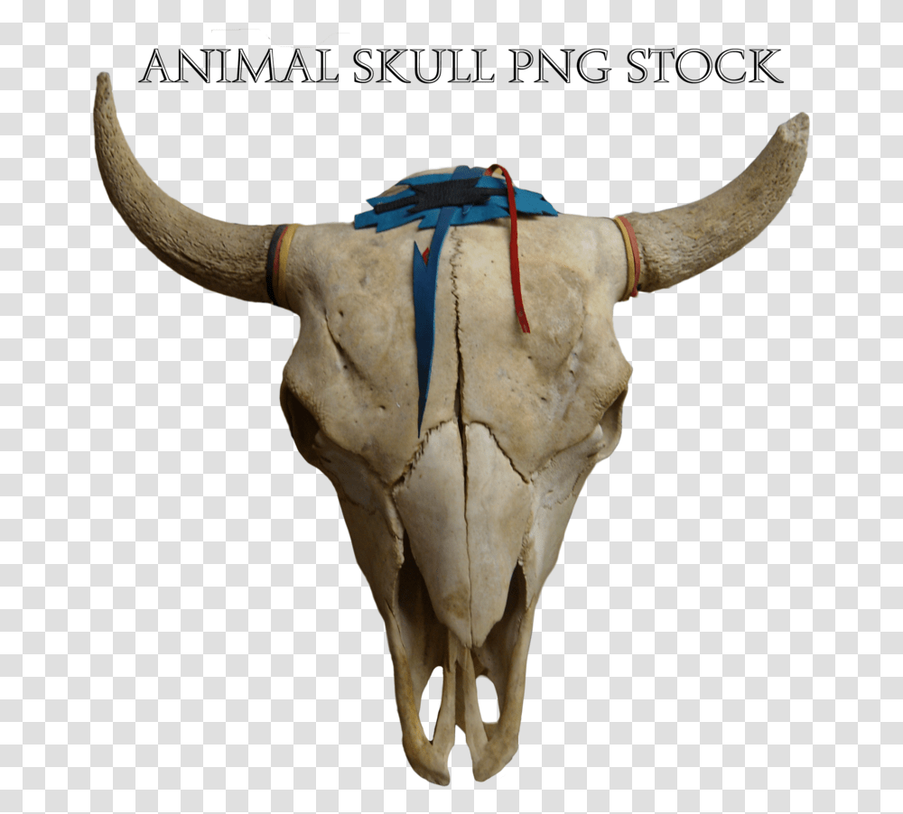 Thumb Image Skull Animal, Bull, Mammal, Longhorn, Cattle Transparent Png