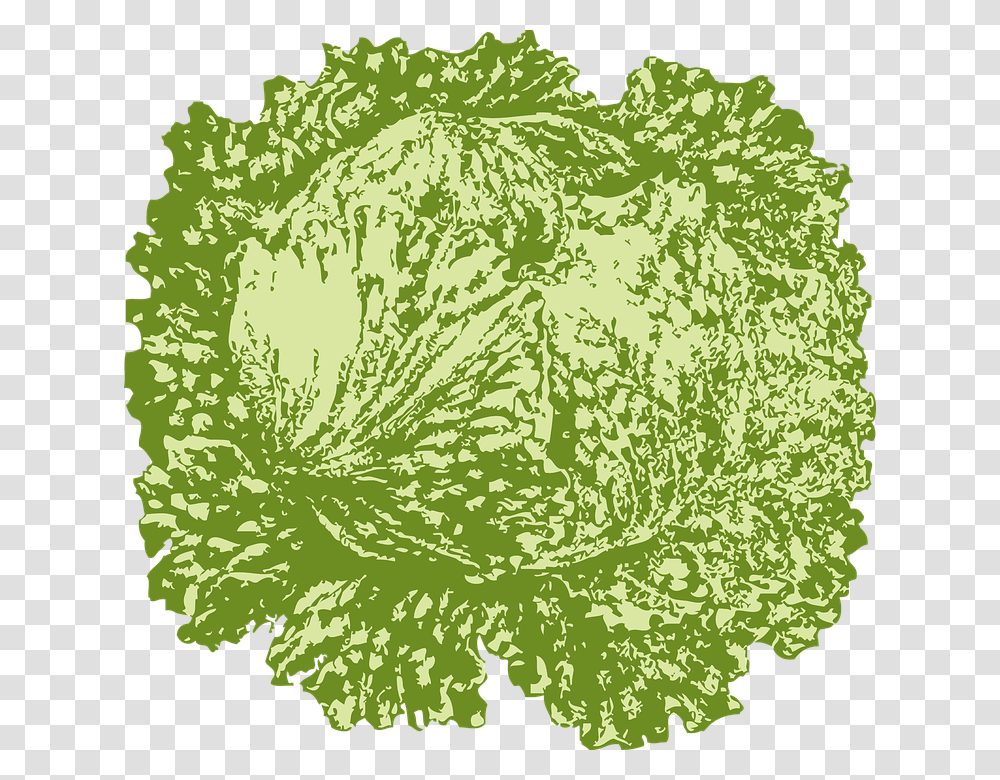 Thumb Image Slice Of Lettuce, Plant, Vegetable, Food, Cabbage Transparent Png