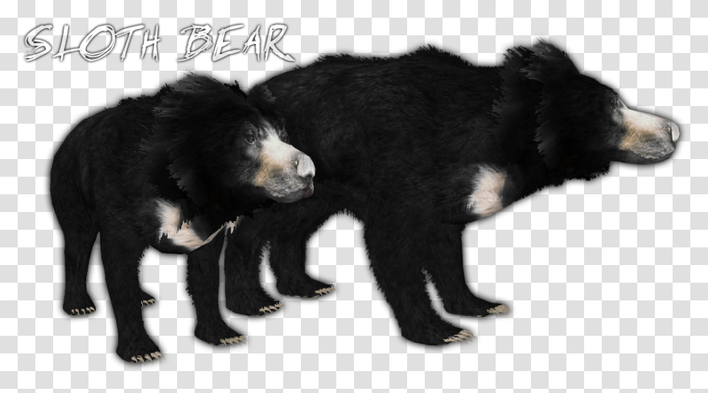 Thumb Image Sloth Bear, Mammal, Animal, Wildlife, Black Bear Transparent Png