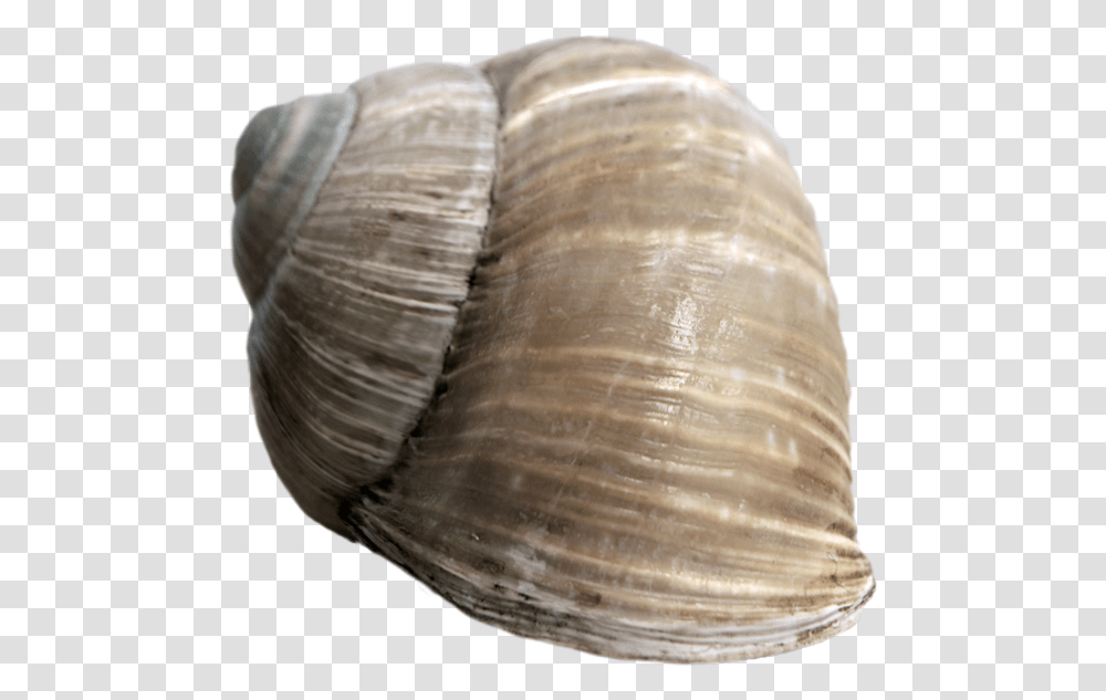 Thumb Image Snail Shell No Background, Clam, Seashell, Invertebrate, Sea Life Transparent Png