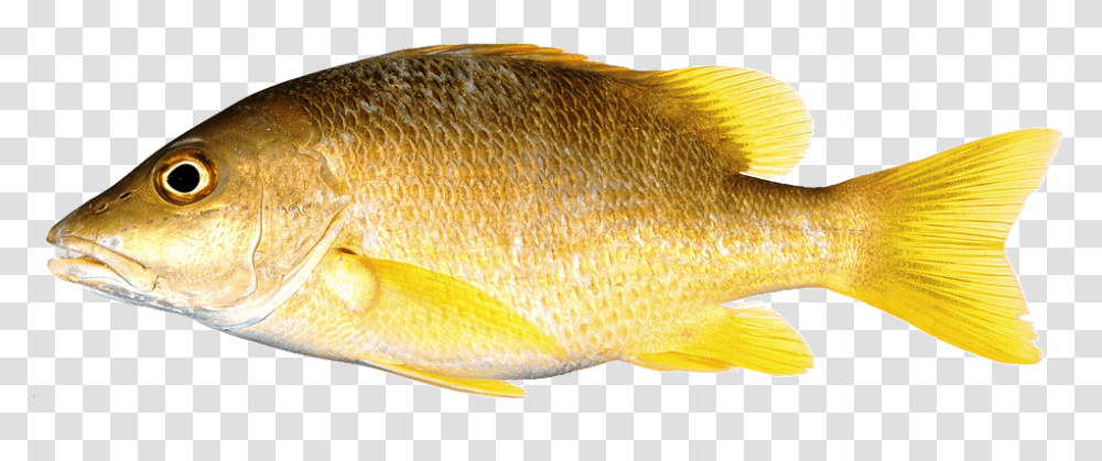 Thumb Image Snapper With Yellow Fins, Fish, Animal, Perch, Carp Transparent Png