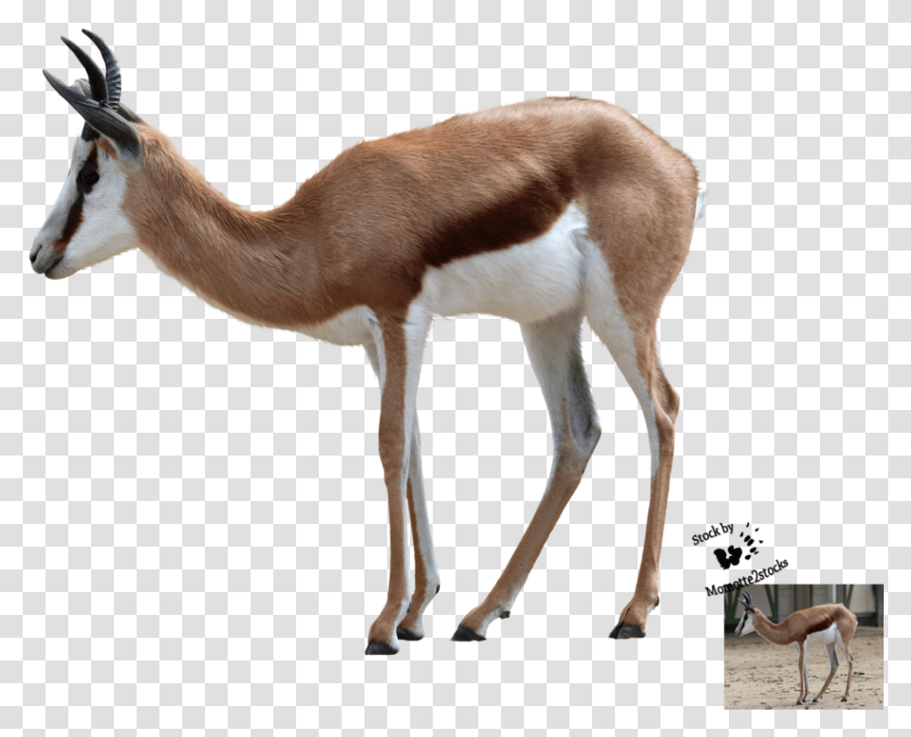 Thumb Image Springbok, Antelope, Wildlife, Mammal, Animal Transparent Png