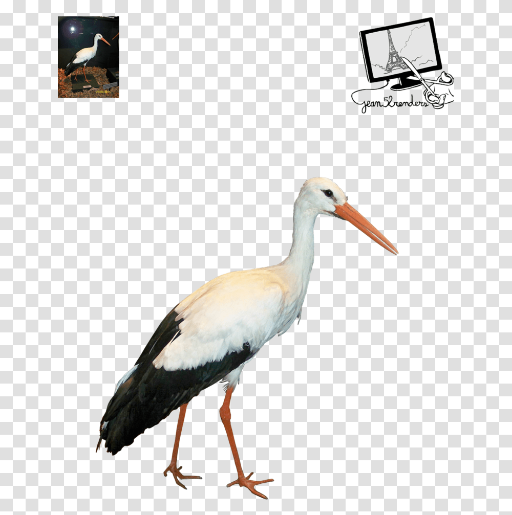 Thumb Image Stork, Bird, Animal, Crane Bird, Waterfowl Transparent Png