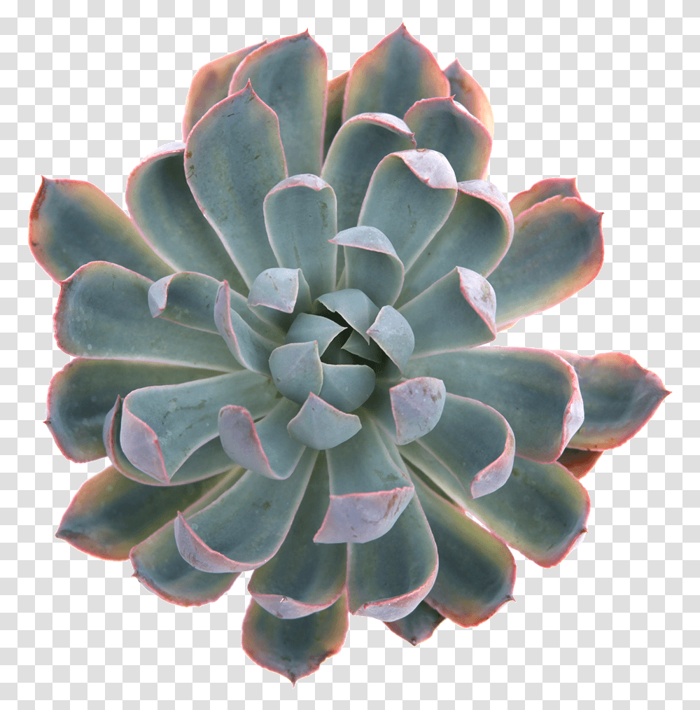 Thumb Image Succulent Plant, Ornament, Pattern, Fractal, Rose Transparent Png