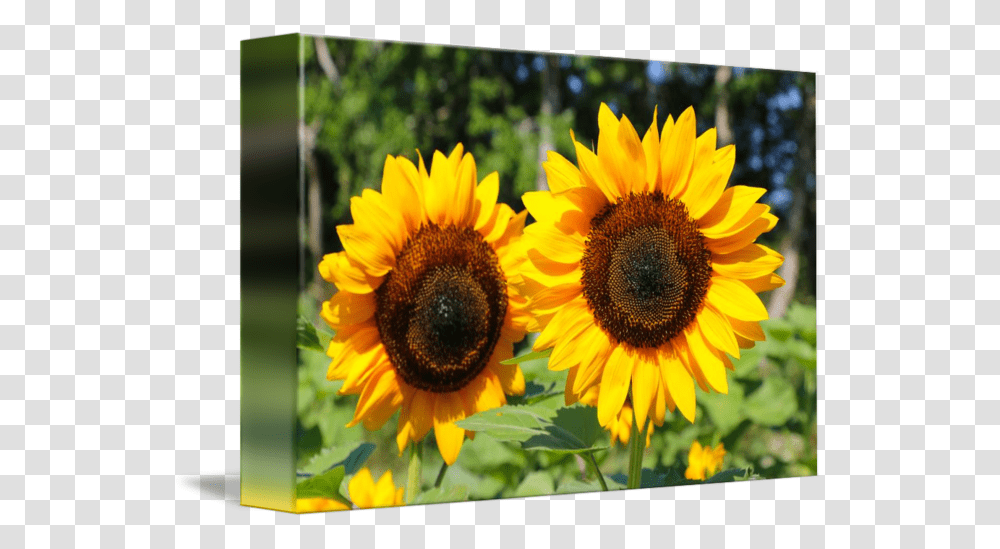 Thumb Image Sunflower, Plant, Blossom, Daisy, Daisies Transparent Png