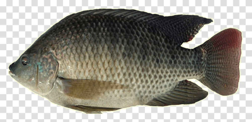 Thumb Image Tilapia Fish In Philippines, Animal, Perch, Carp Transparent Png