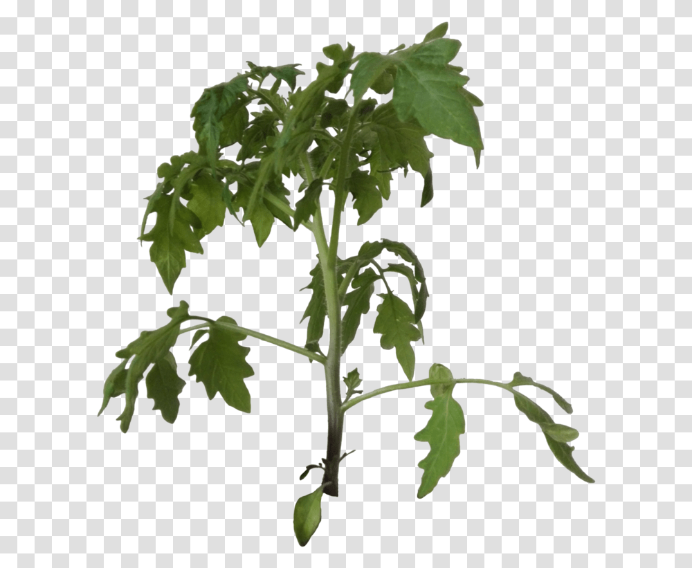 Thumb Image Tomato Plant Background, Leaf, Tree, Green, Flower Transparent Png