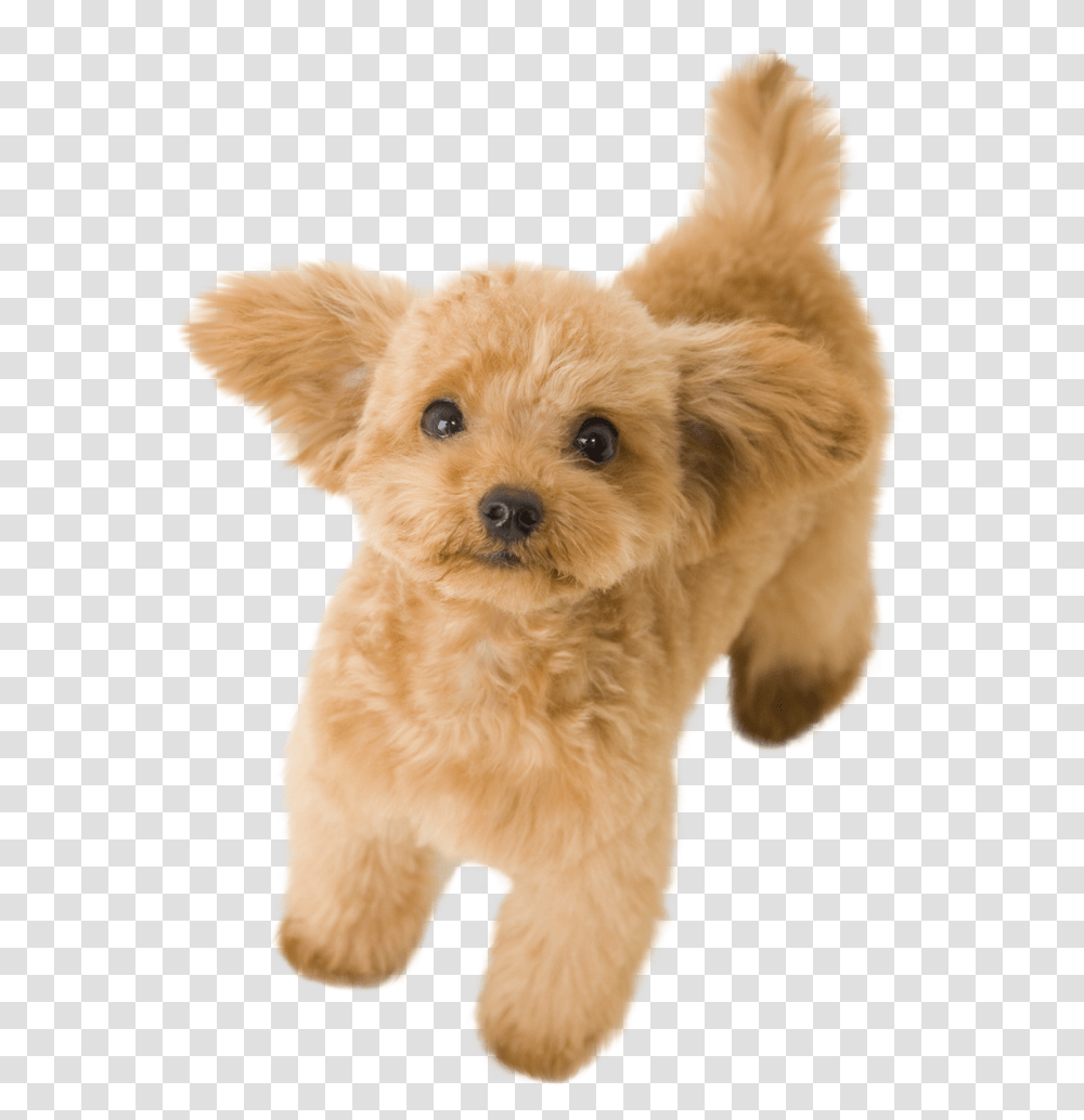 Thumb Image Toy Poodle, Puppy, Dog, Pet, Canine Transparent Png