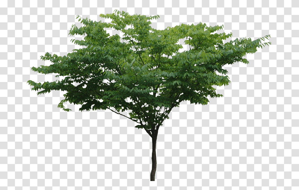 Thumb Image Tree Free, Plant, Oak, Maple, Sycamore Transparent Png