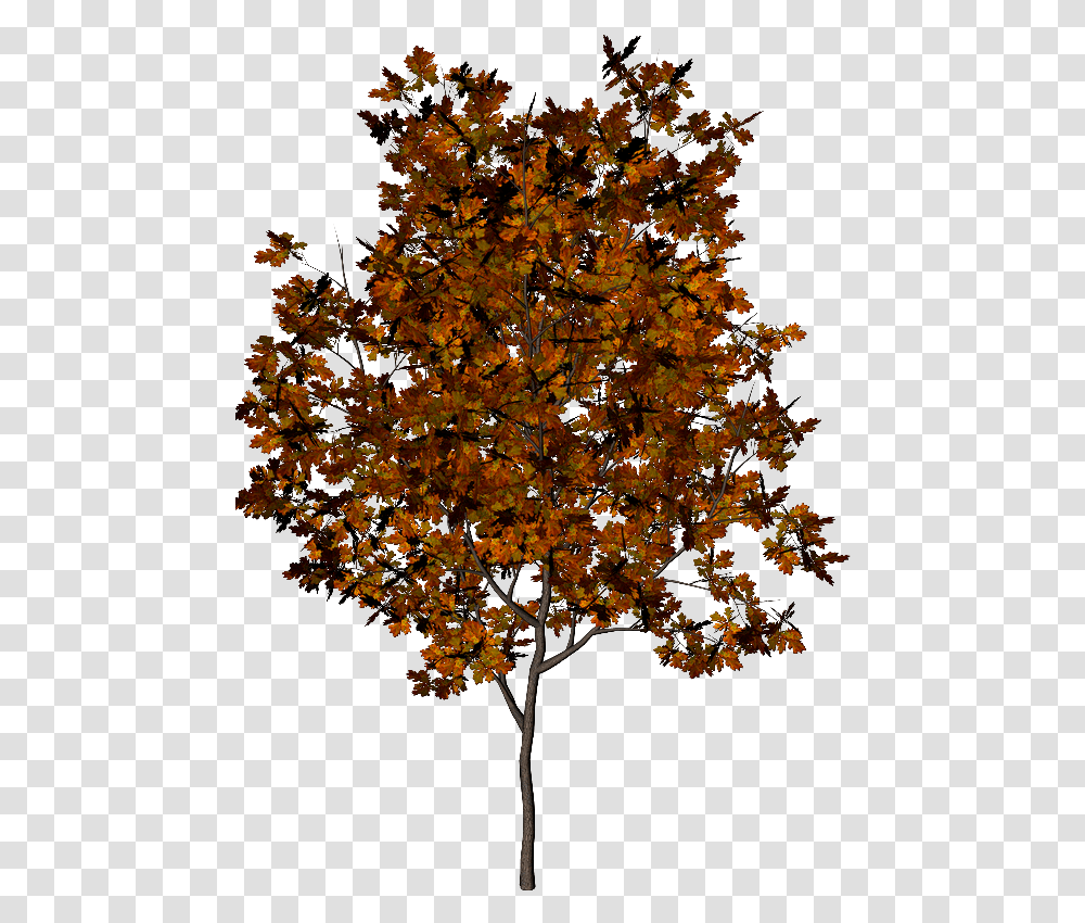 Thumb Image, Tree, Plant, Maple, Leaf Transparent Png