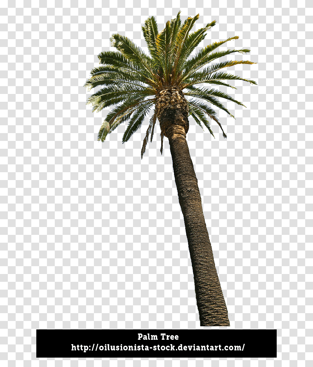 Thumb Image, Tree, Plant, Palm Tree, Arecaceae Transparent Png