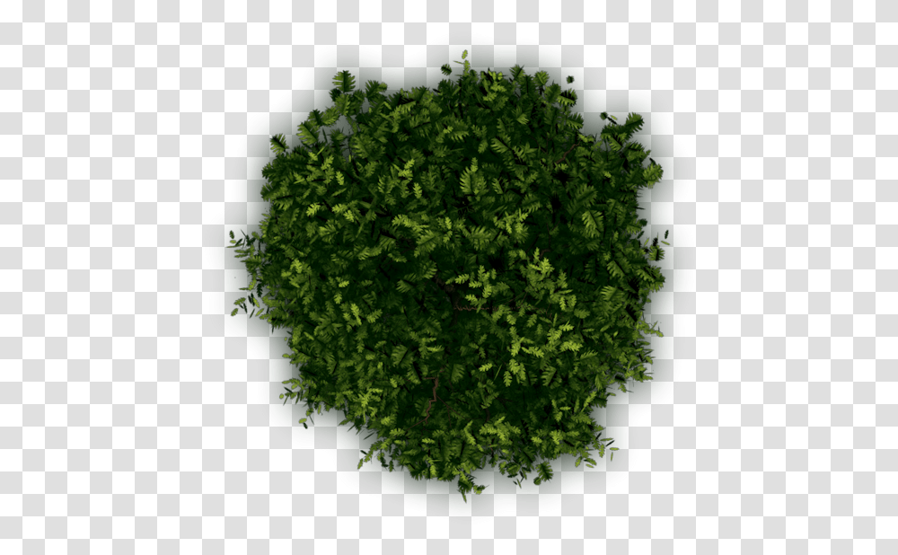 Thumb Image Tree Top View Texture, Vegetation, Plant, Green, Moss Transparent Png