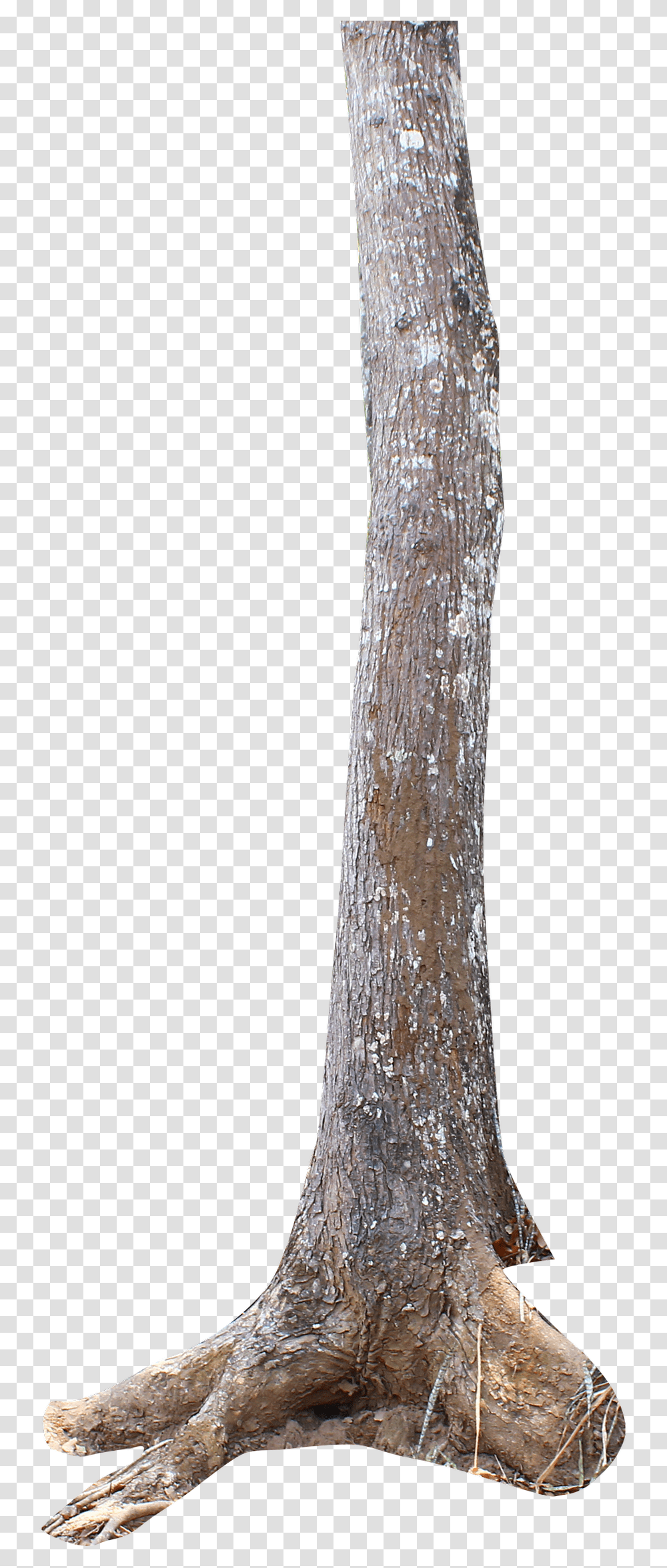 Thumb Image Tree Trunk, Sword, Blade, Weapon, Weaponry Transparent Png