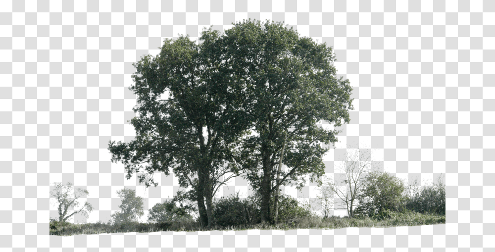 Thumb Image Trees With Shadow, Plant, Oak, Tree Trunk, Bird Transparent Png