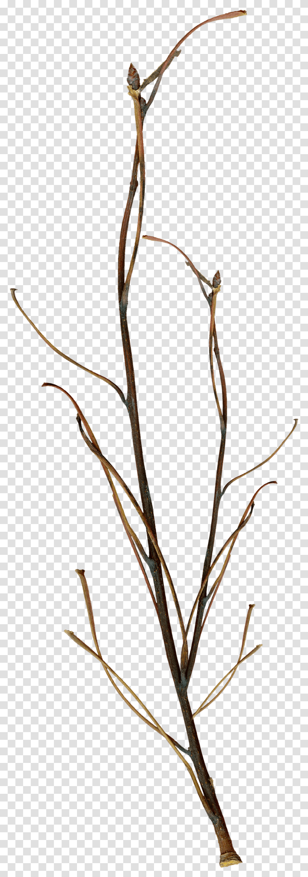 Thumb Image Twigs Cut Out, Plant, Flower, Animal, Grass Transparent Png