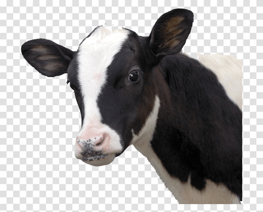 Thumb Image Vaca, Cow, Cattle, Mammal, Animal Transparent Png